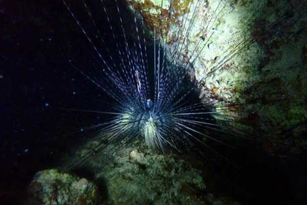 トゲトゲのおもしろい生き物を発見！