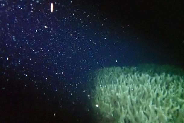サンゴの産卵を見られる時期もある★