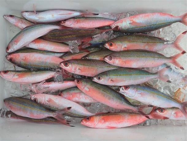 アカジンを釣るための「グルクン」