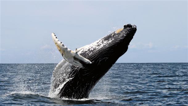 野生のクジラを目の前で見て感動！　