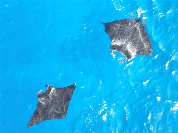 冬季限定の黒島周辺マンタツアー！