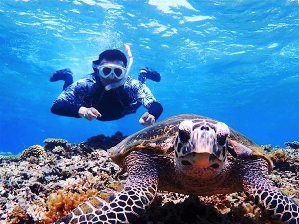 ウミガメにも高確率でであえるポイント！