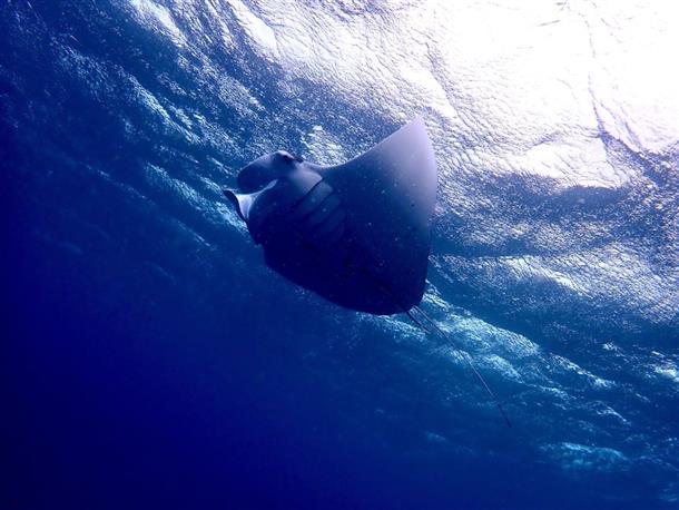 下から水面マンタを覗いてみよう！