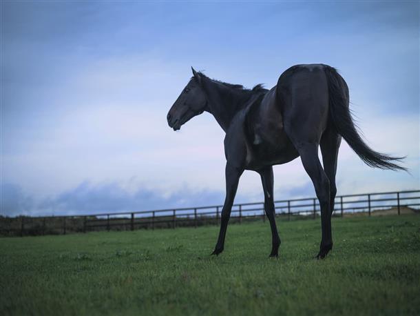 G1レースにも勝利した名馬達