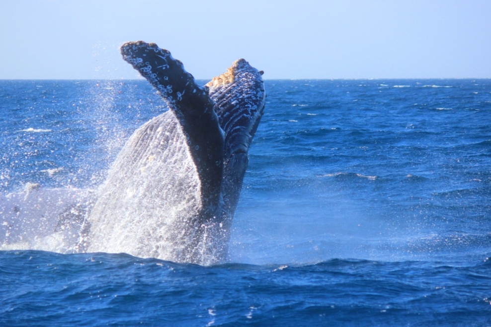 ★沖縄最高水準の船酔い対策プラン★