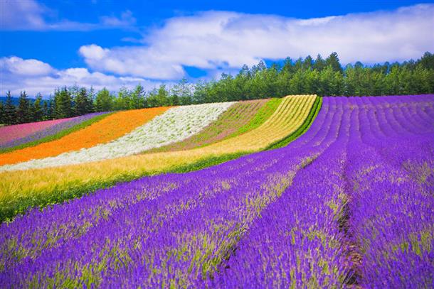 まるで絵画の世界！美瑛・富良野の夏絶景