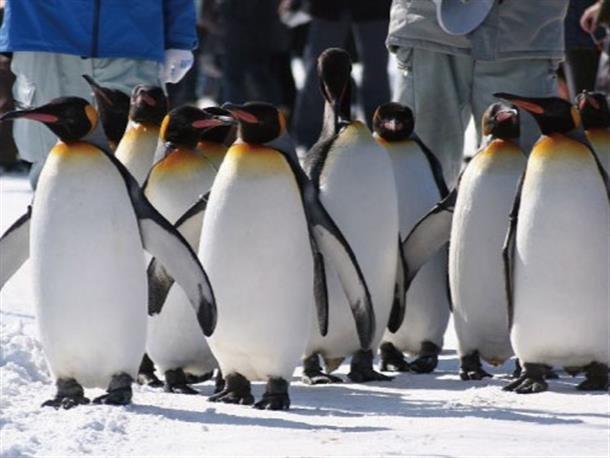 ペンギンの散歩を見よう！12月下旬～3月