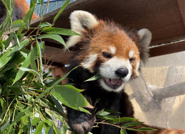 レッサーパンダ