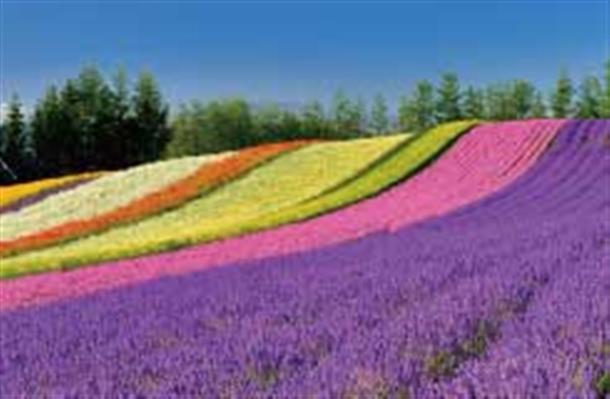 美しい!! 季節の花々
