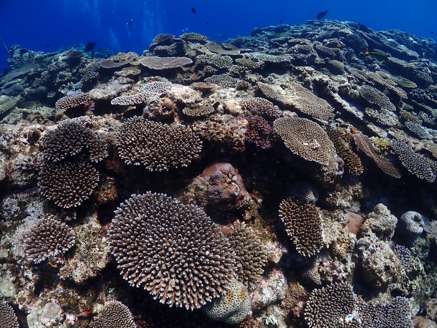 珊瑚礁