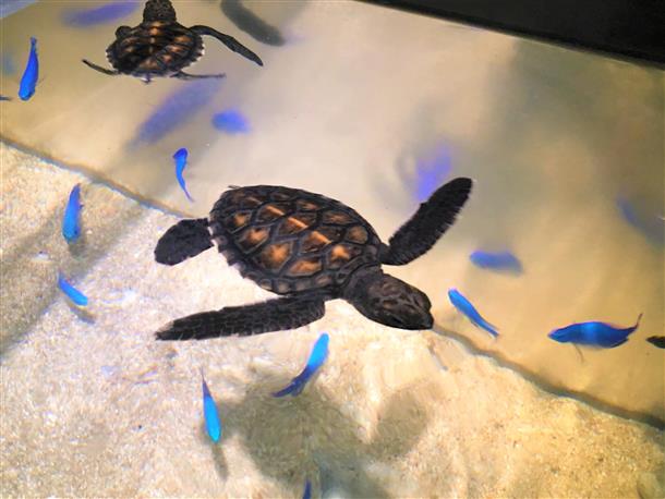 黒島にはウミガメ研究所がある！