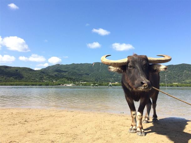 水牛さん