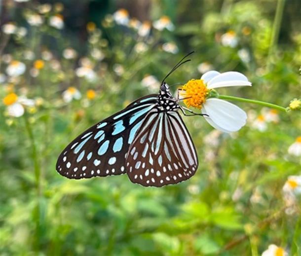 動植物の宝庫やんばるの森♪