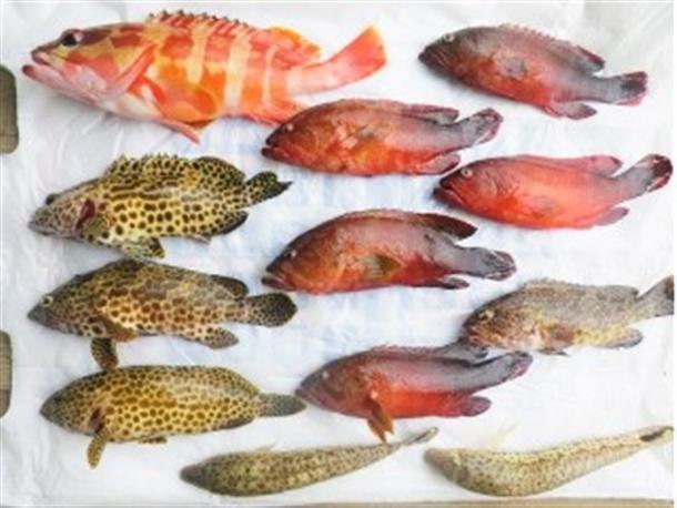 沖縄の海で捕れる魚