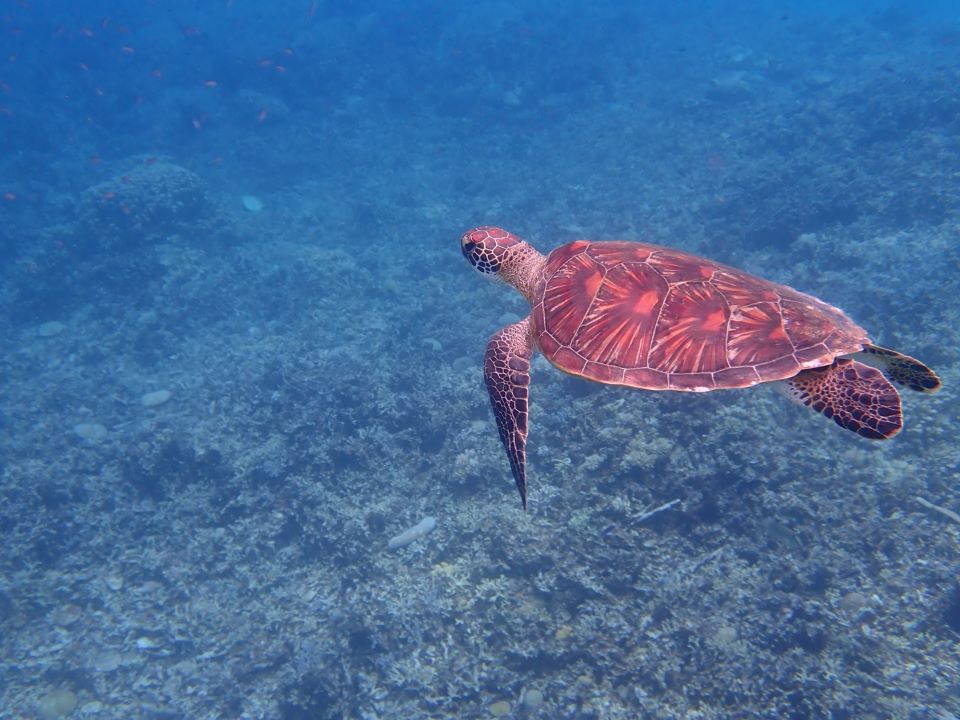 海がめに会えるかも？！