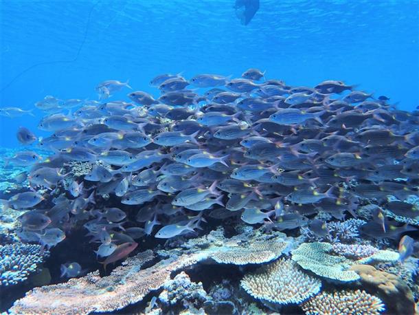 お魚の大群