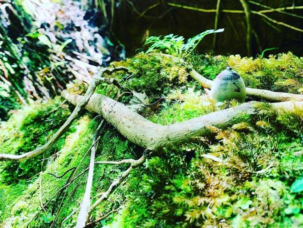 ここにしかいない生き物を見つけられるかな