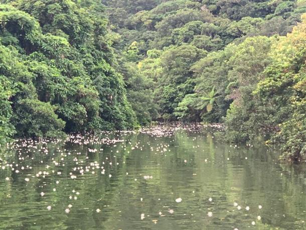 遅い時間帯では水面を流れます。
