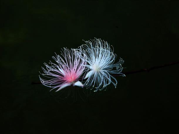 甘く濃厚な芳香を放ちます。