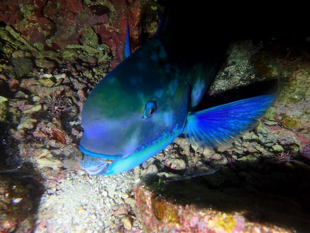 魚たちも夜はうとうと…