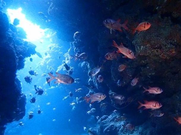 カラフルな魚達とのんびり