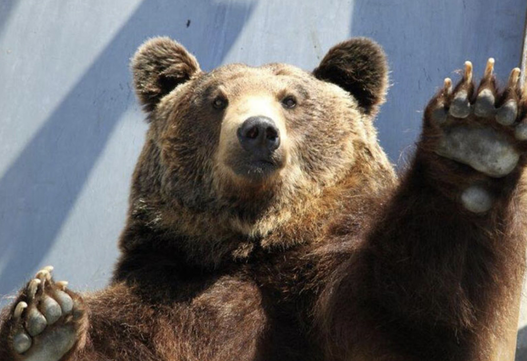 クマをまじかに