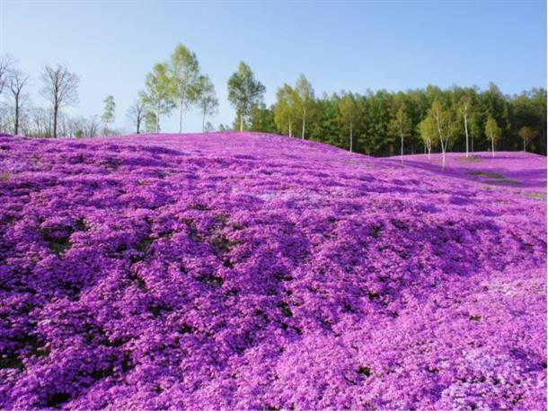 芝ざくら滝上公園