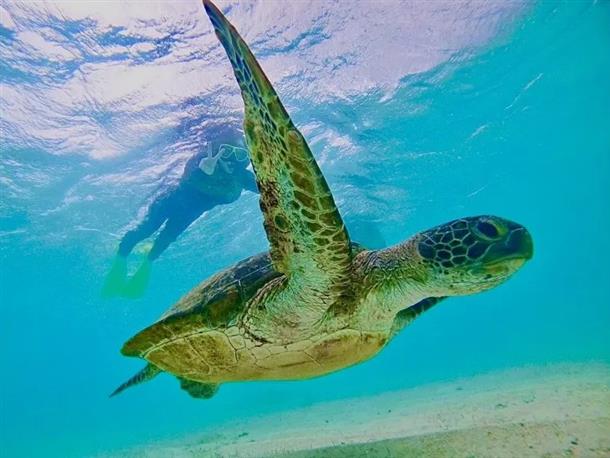 ウミガメや熱帯魚に出合える★