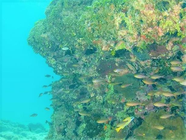 美しい熱帯魚たちと出会えます