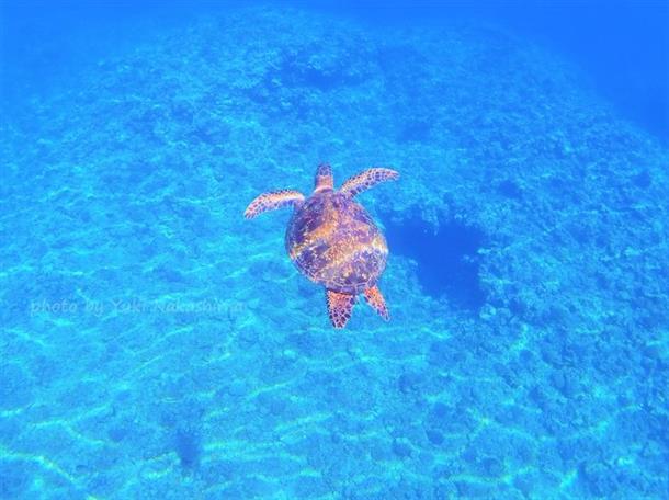 カメやマダラトビエイに会えるかも？！