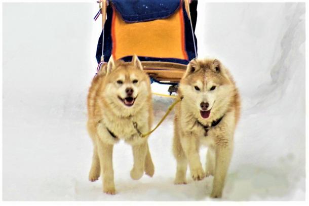 雪の上を力強く走ってくれる