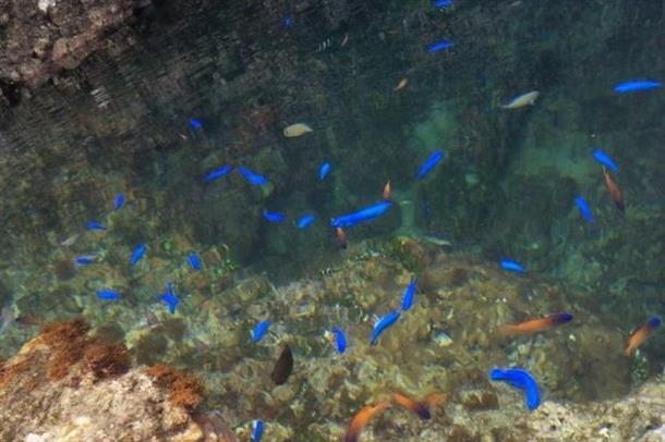 タイドプールには多くの魚が泳いでいます