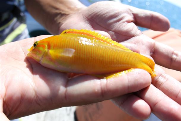 カラフルな南国の魚達