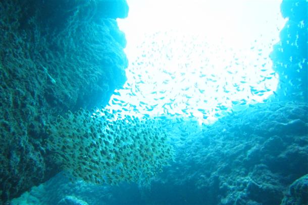 神秘的な青い光に照らされたお魚の群れ♪