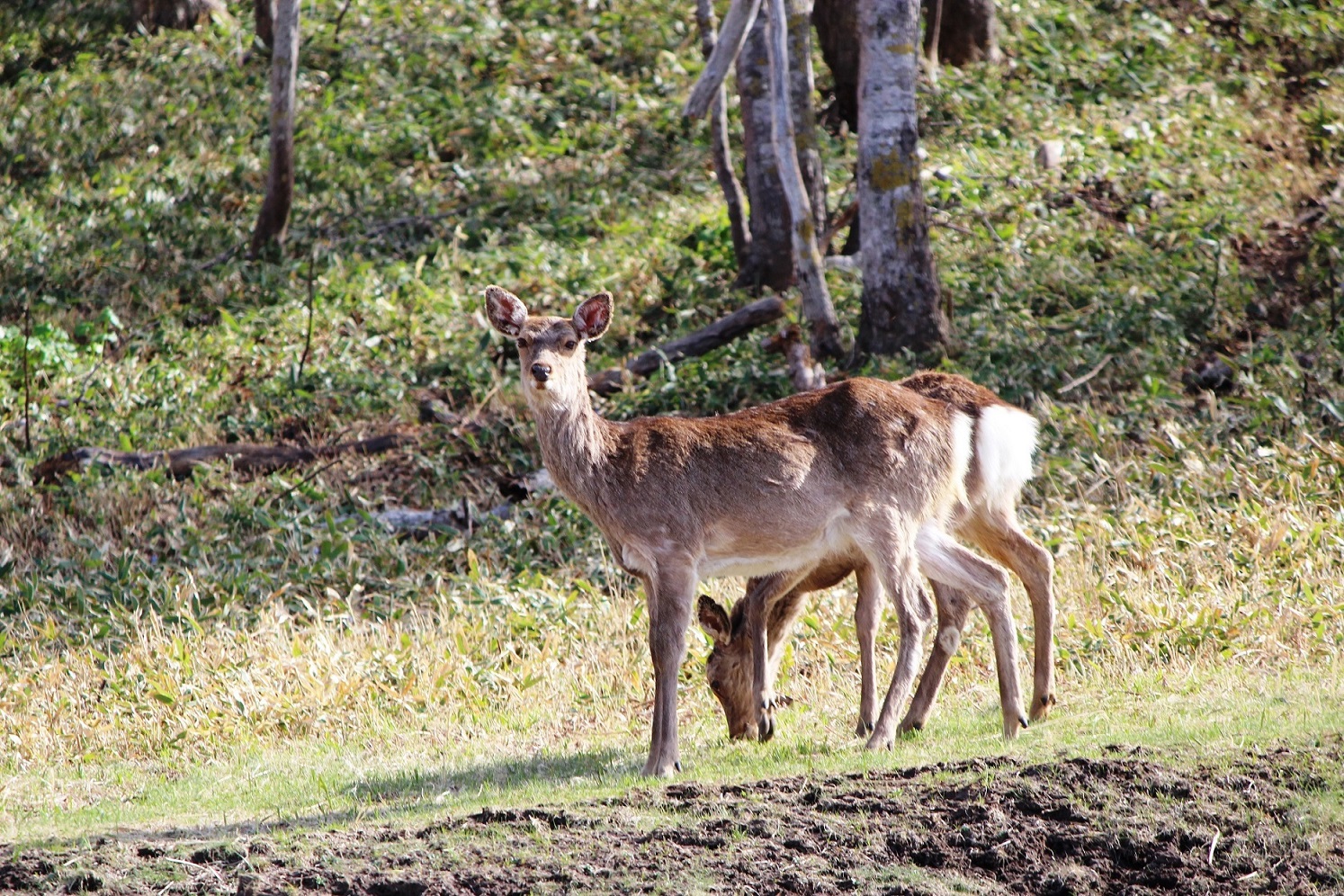 他ツアーに比べて自然動物との出会いが多い