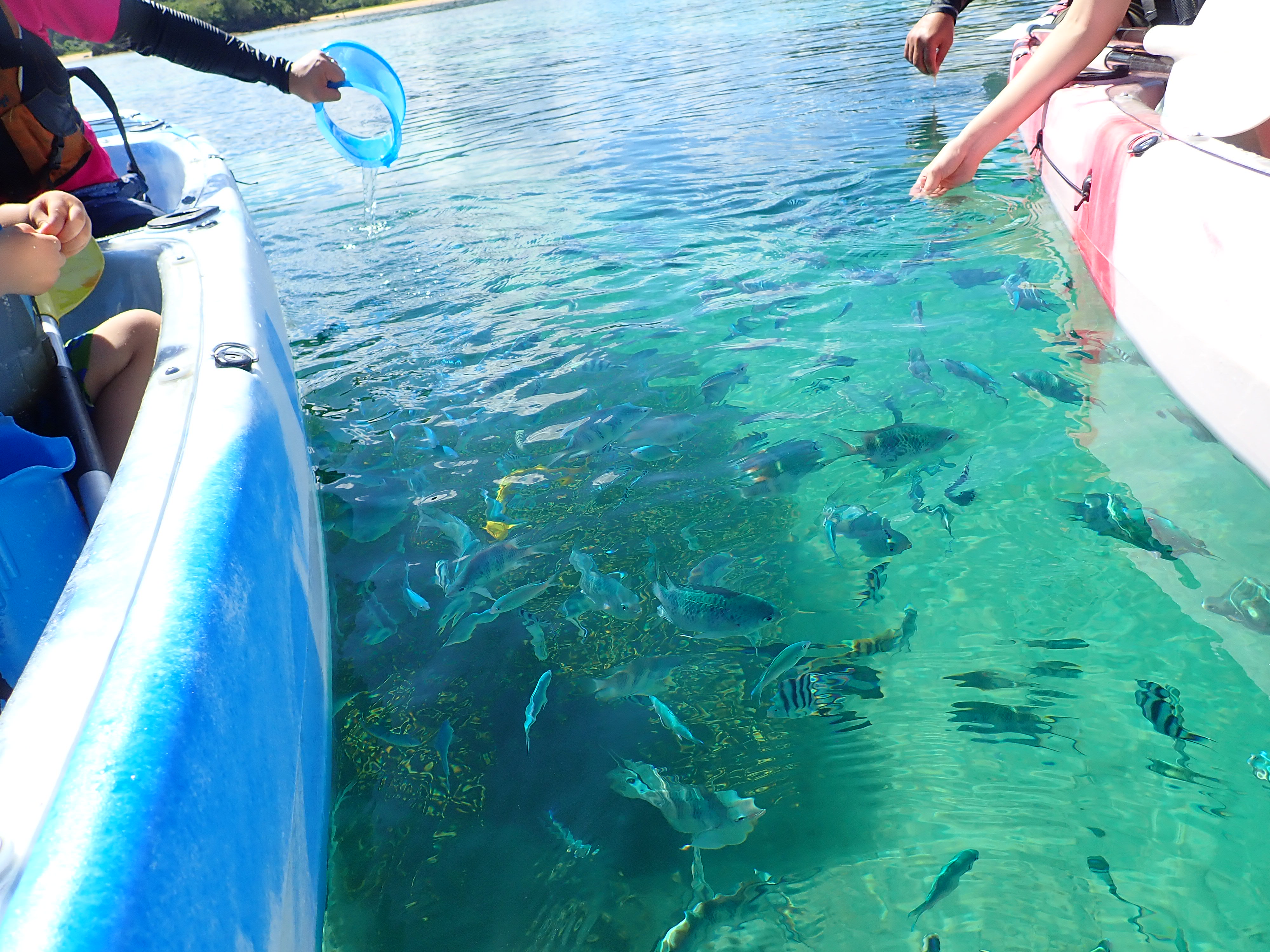 カヤックの上から海中観察