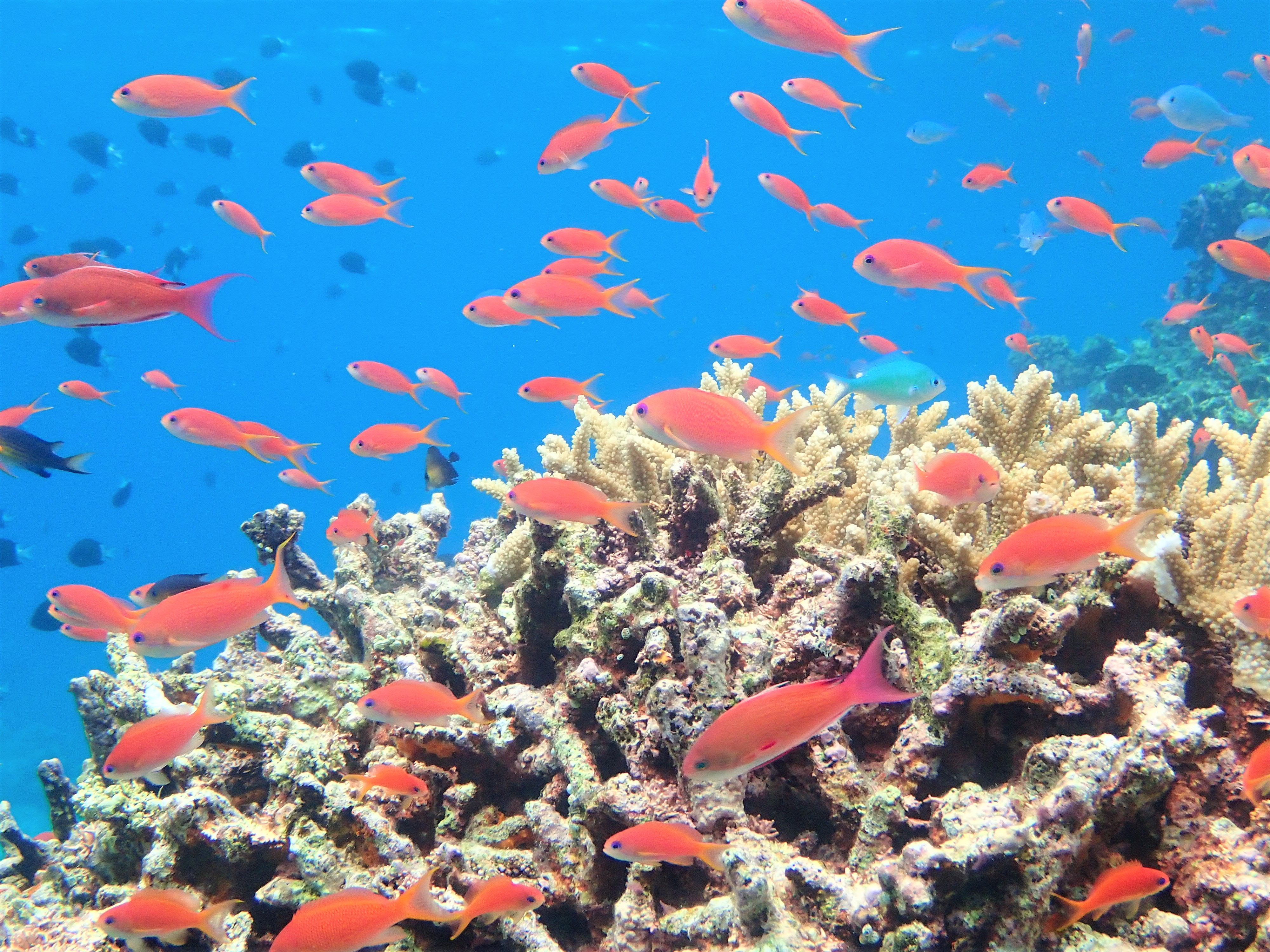 川平湾の海中はまるで水族館！