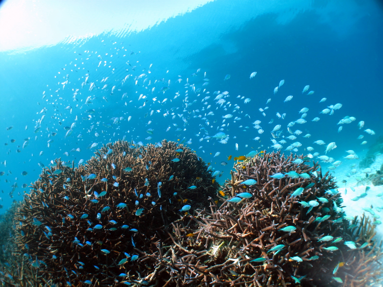 色とりどりのカラフルな熱帯魚にも出会える