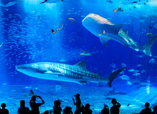 美ら海水族館