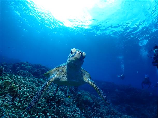 アウリィダイブ沖縄