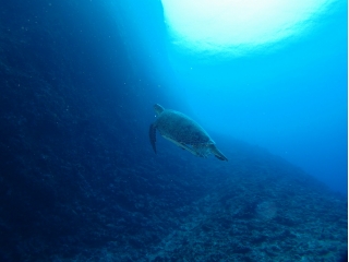 沖縄の遊び・アクティビティを検索