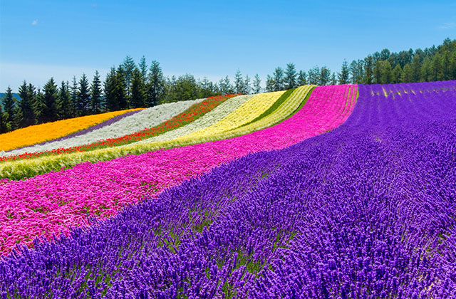北海道の遊び