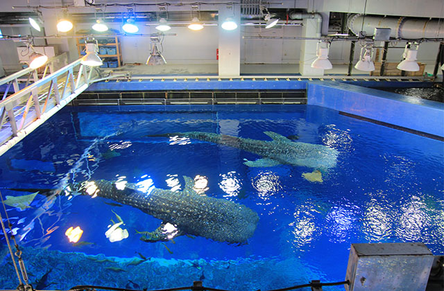 Search for Activities & Things to Do in Okinawa