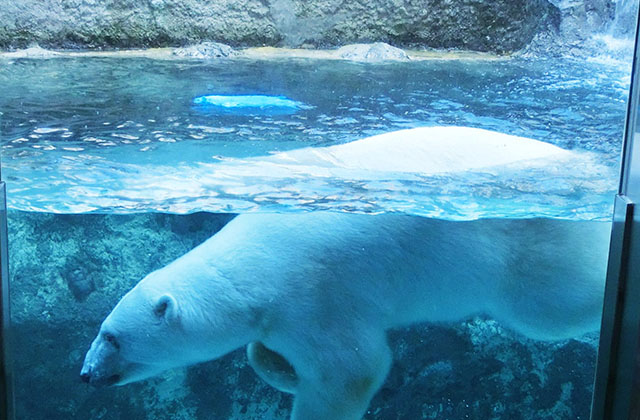 北海道のアクティビティプラン一覧