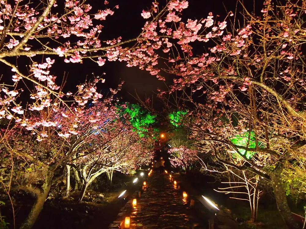 今帰仁グスクの桜