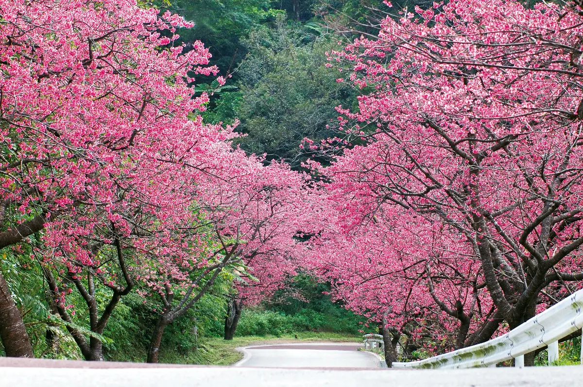 ひと足先に花見を満喫！ 沖縄県で開催する「桜まつり」6選