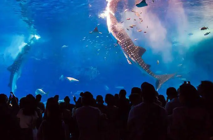 沖縄美ら海水族館